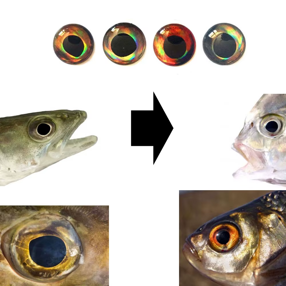 Popper madera Señuelo superficie con ojos holográficos 3D para moscas - imagen 2