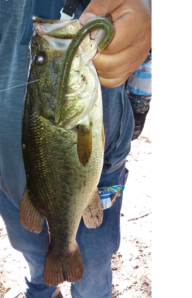 ESFISHING Senko Worm Vinilo Stick para lubina - imagen 5