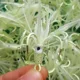 Señuelo luminoso nocturno para pulpo con anzuelo cuádruple - imagen 4