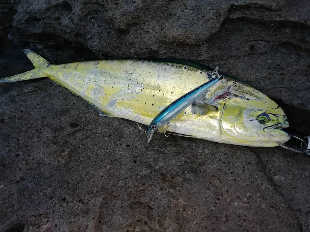 D1 Minnow detalle de colores disponibles