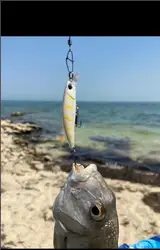 Crankbait Pececillo Slow Sinking – Señuelo para lucio y carpa