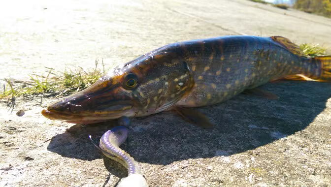 Awaruna FLK Minnow – Señuelo artificial blando perfumado para pesca de depredadores - imagen 3