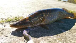 Awaruna FLK Minnow – Señuelo artificial blando perfumado para pesca de depredadores