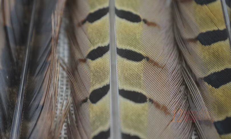 Detalles de Plumas Naturales para Atado