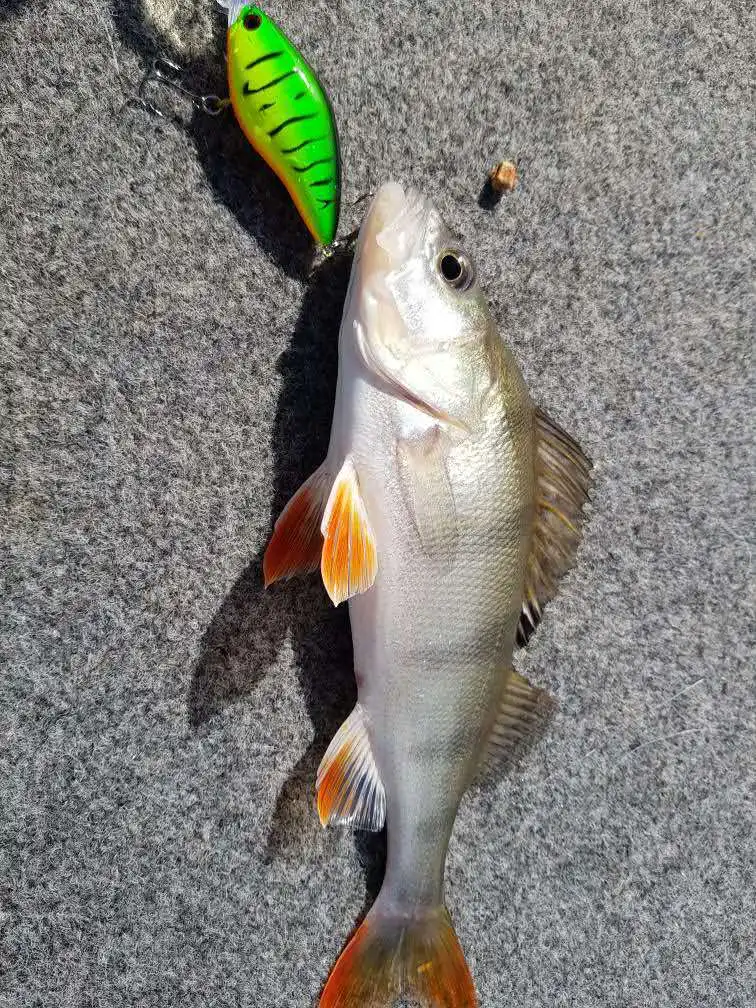 Detalle del labio de buceo y la forma hidrodinámica del señuelo