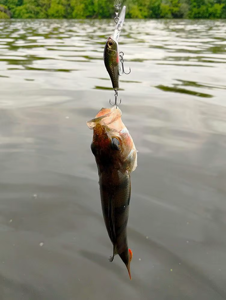 Señuelo en acción de pesca