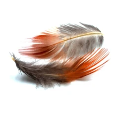 Plumas de Faisán MNFT – Material Natural para Moscas de Pesca