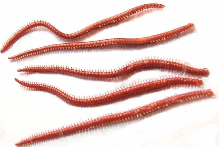 Variedad de colores del pack de 10 gusanos