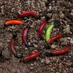 Cebo Ninfa de Jardín Wifreo Agua Dulce para Mosca