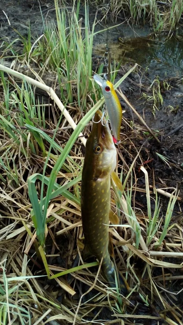 Señuelo Jerkbait WLDSLURE 9g 9cm