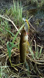 Zipbaits Jerkbait 9cm 9g – Suspensión lenta para lubina