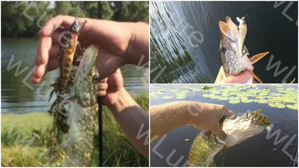 Señuelo en acción oscilante desde varios ángulos