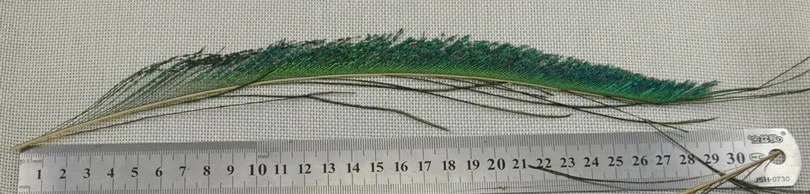 Pluma en acción bajo el agua