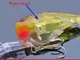 Crankbait Minnow hundimiento lento para lubina con rueda de agua - imagen 3
