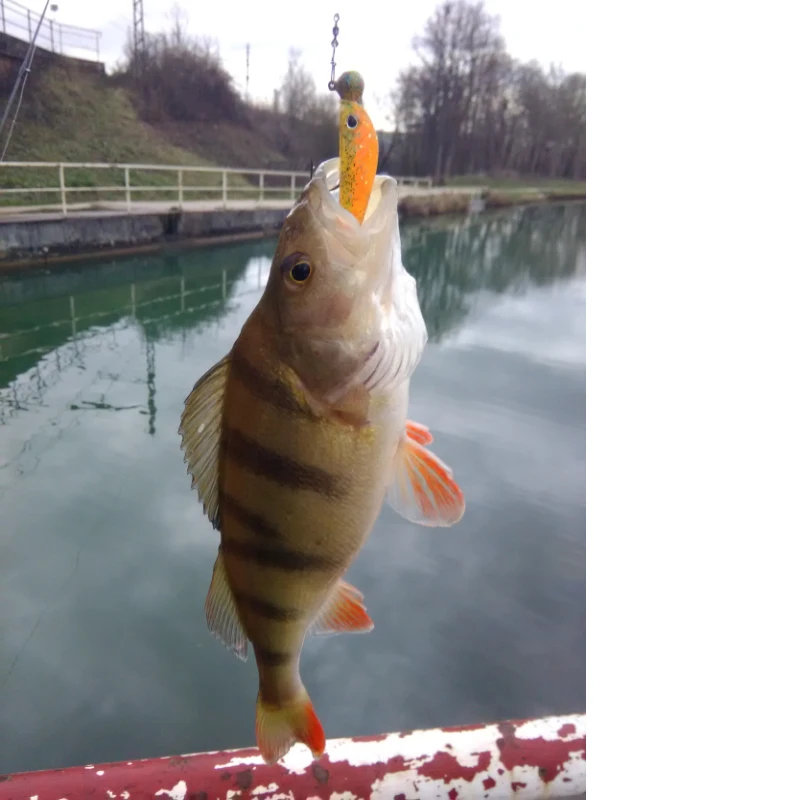 ESFISHING Vibro Shad 62mm – Vinilo hundido para lucio 2.8G - imagen 3
