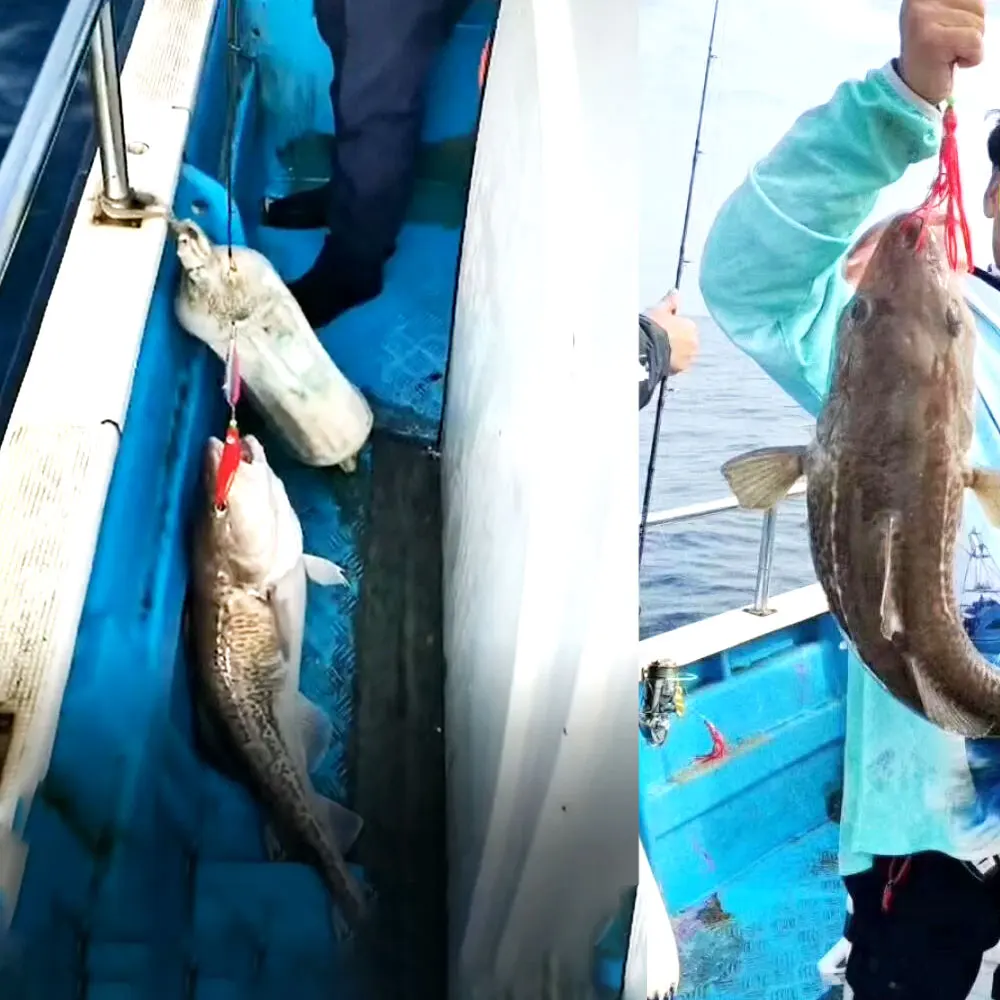 Variedad de presentación del AS Inchiku para kingfish y snapper