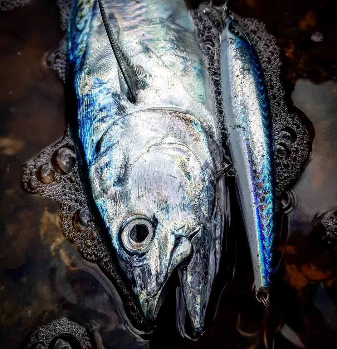 Pack 3 unidades D1 Minnow jerkbait