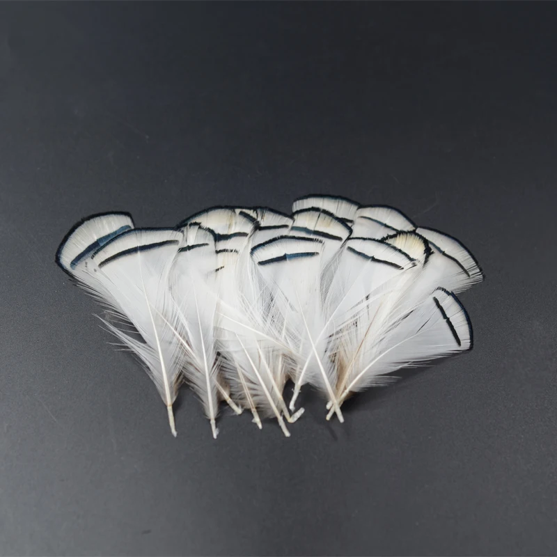 Detalle de cabeza blanca Amherst