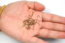 Anzuelos Ninfa Wifreo Bronce Dorado para Caddis