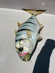 Cuchara jigging Weihai FSTK – Metal vertical para lubina y trucha