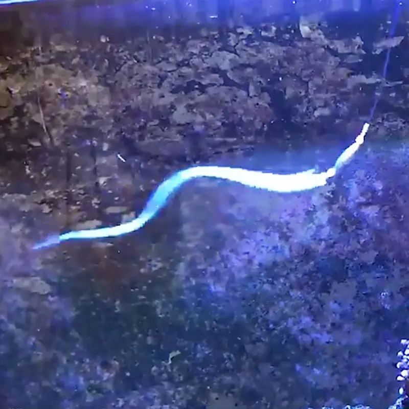 Señuelo de arrastre softjerk para saury, silicona del pez cinta - imagen 2