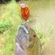 Wobler flotante estilo cigarra para lubina y carpa - imagen 2
