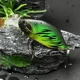Crankbait hundible mini para trucha y perca – señuelo duro - imagen 4