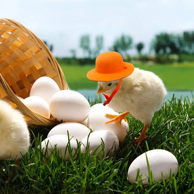 Sombrero para gallinas y aves pequeñas - Accesorio divertido - imagen 4