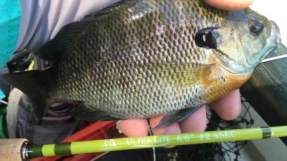 Caña de pescar MAXIMUMCATCH Ultra Lite en uso