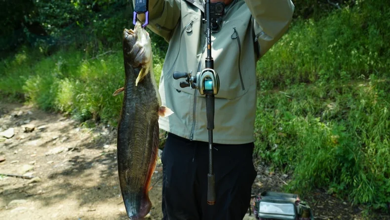 Carrete baitcasting Kingdom BFS ultraligero