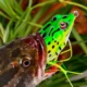 Proberos Señuelo Rana Topwater de vinilo con anzuelos y ojos 3D - imagen 5