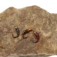 Vtwins Caddis Larva señuelo mosca pavo real epoxi acanalado trucha - imagen 2