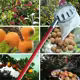 Recogedor de frutas metálico para cosecha en altura - imagen 3