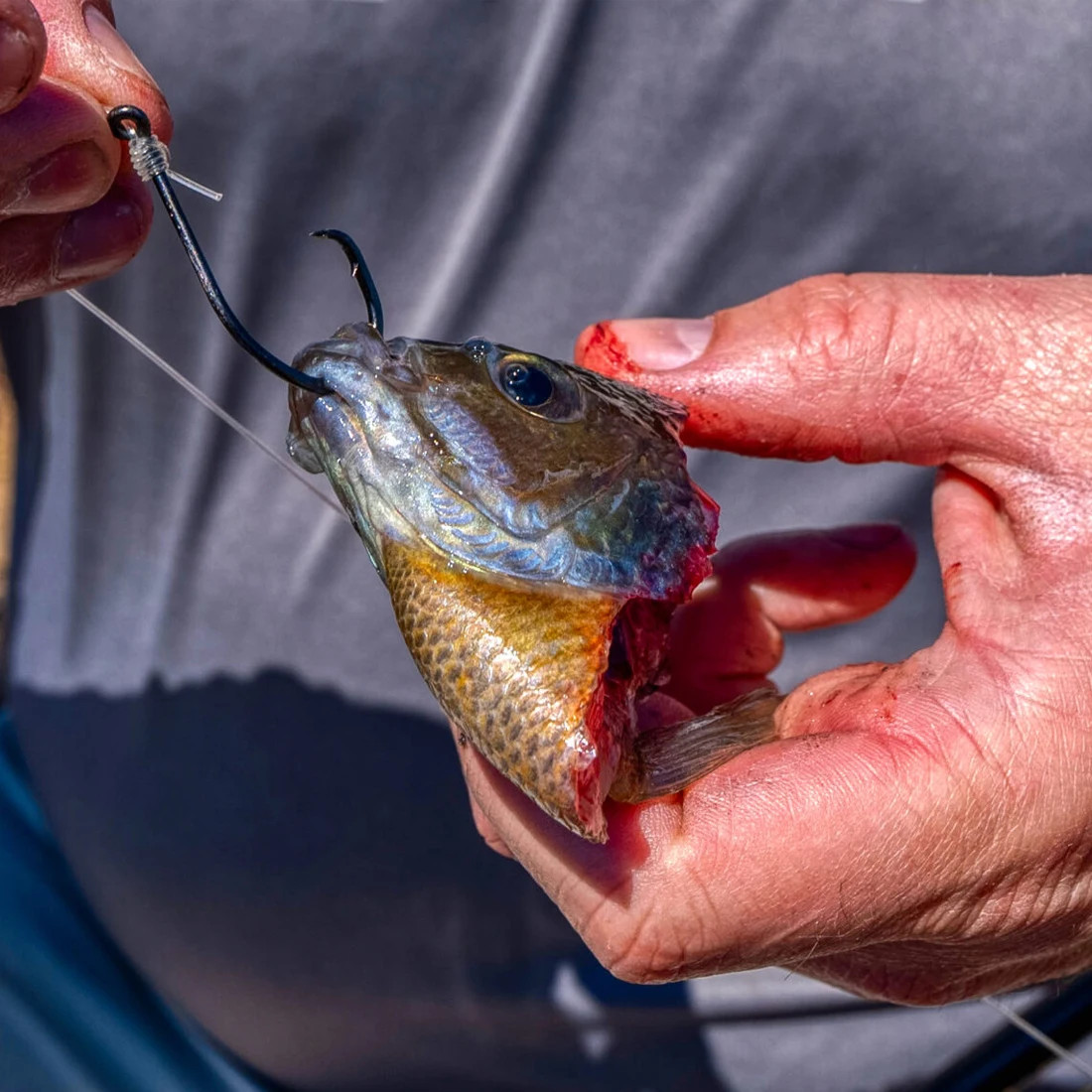 Especies capturables con anzuelos circulares FishTrip