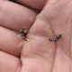 Anzuelos tipo mosca con cola curva dorados, micro para pez pequeño - imagen 2