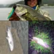 Popper topwater flotante – Señuelo artificial de superficie en plástico duro - imagen 4