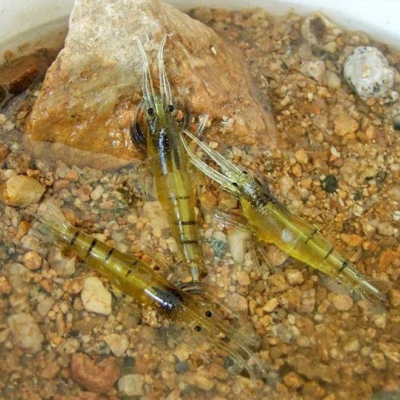 Shone Señuelo del camarón silicona anzuelo afilado - imagen 3