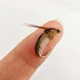Anzuelos micro imitación insecto y minnow plateados para arroyo - imagen 3