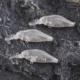 Señuelos Crankbait sin pintar Dr.Holife con sonajero para DIY - imagen 5