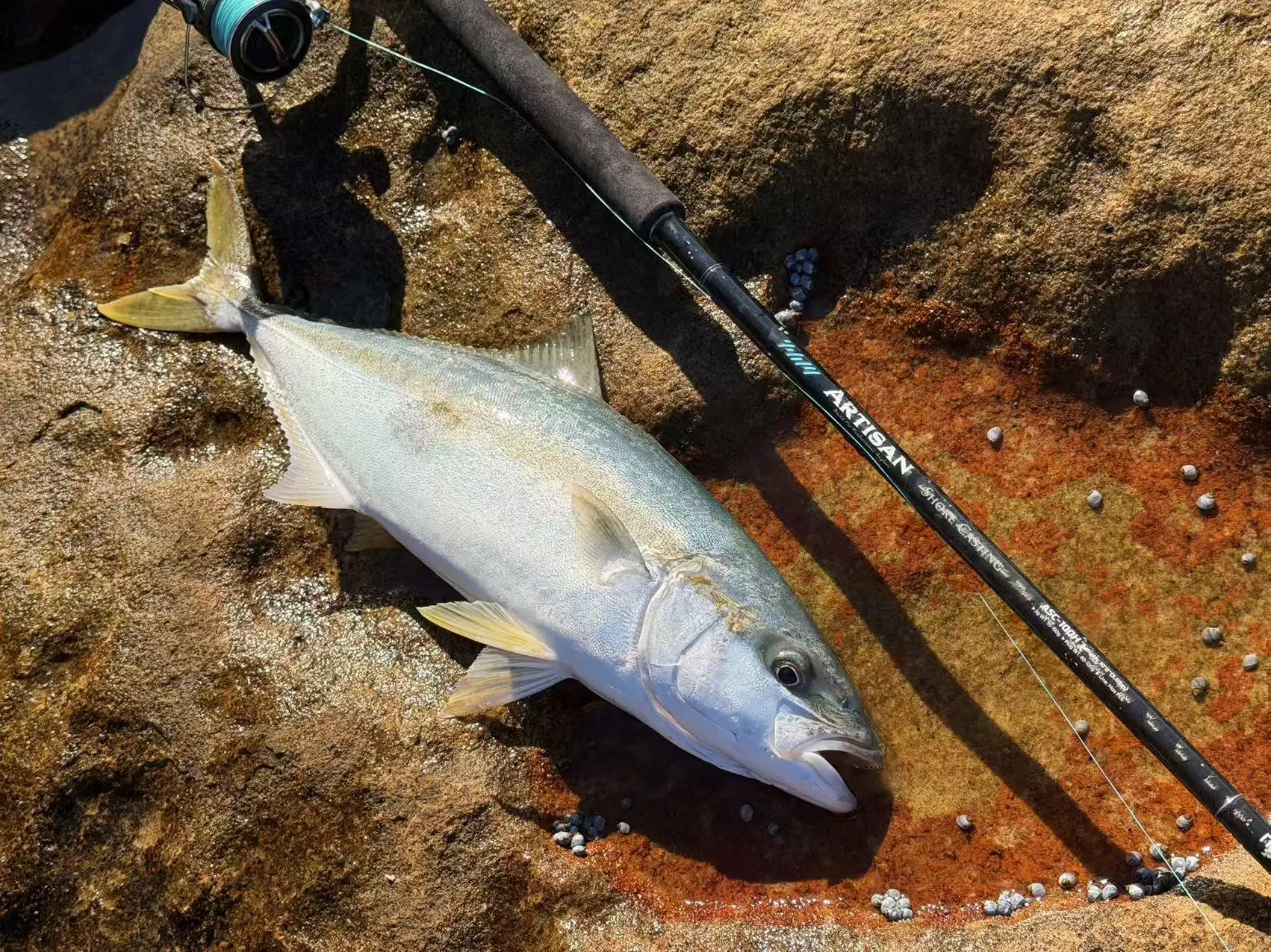 Secciones de la caña para pesca costera