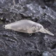 Señuelos Crankbait sin pintar Dr.Holife con sonajero para DIY - imagen 3
