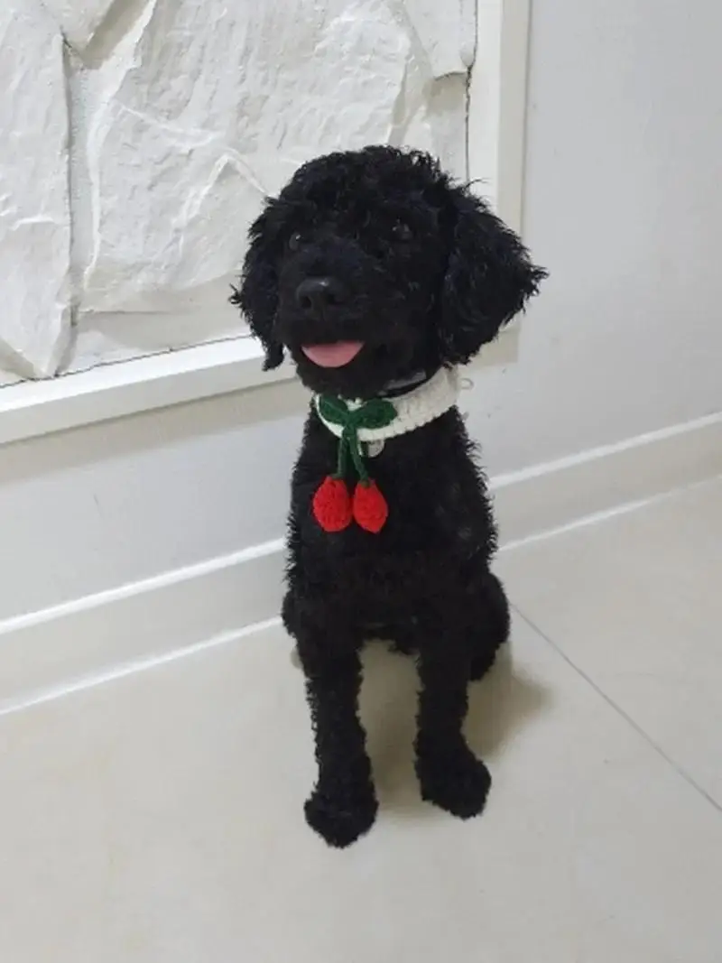 Accesorio festivo para mascotas pequeñas
