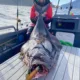 FISHINGFANS Señuelo blando calamar y pulpo para pesca en barco - imagen 5