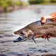 Línea de pesca con eslabón giratorio inox – lucio y perca - imagen 3