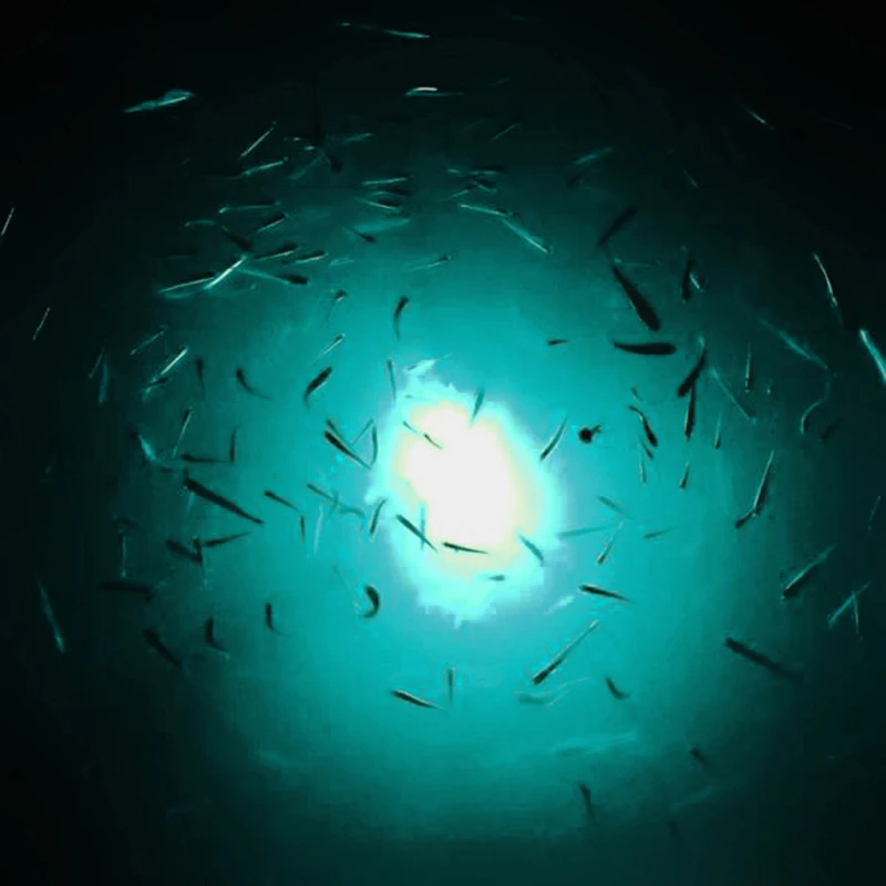 Goture Luz LED sumergible para pesca multicolor verde azul blanco - imagen 3