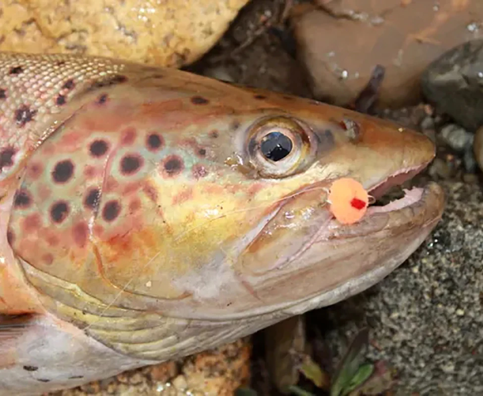 Mosca de huevo Vtwins salmón con aspecto translúcido