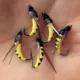 Moscas artificiales biónicas para lubina y trucha, señuelo insectos - imagen 3