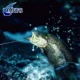 ANFS Moscas húmedas para trucha, larva Caddis atadas a mano - imagen 5