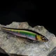 LETOYO Señuelo Minnow duro suspendido para lucio y lubina negra - imagen 5