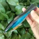 Noeby señuelo flotante de superficie para lubina en agua salada